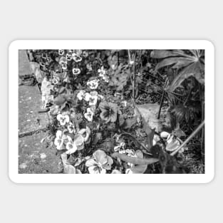 Pansies growing in an English country garden Sticker